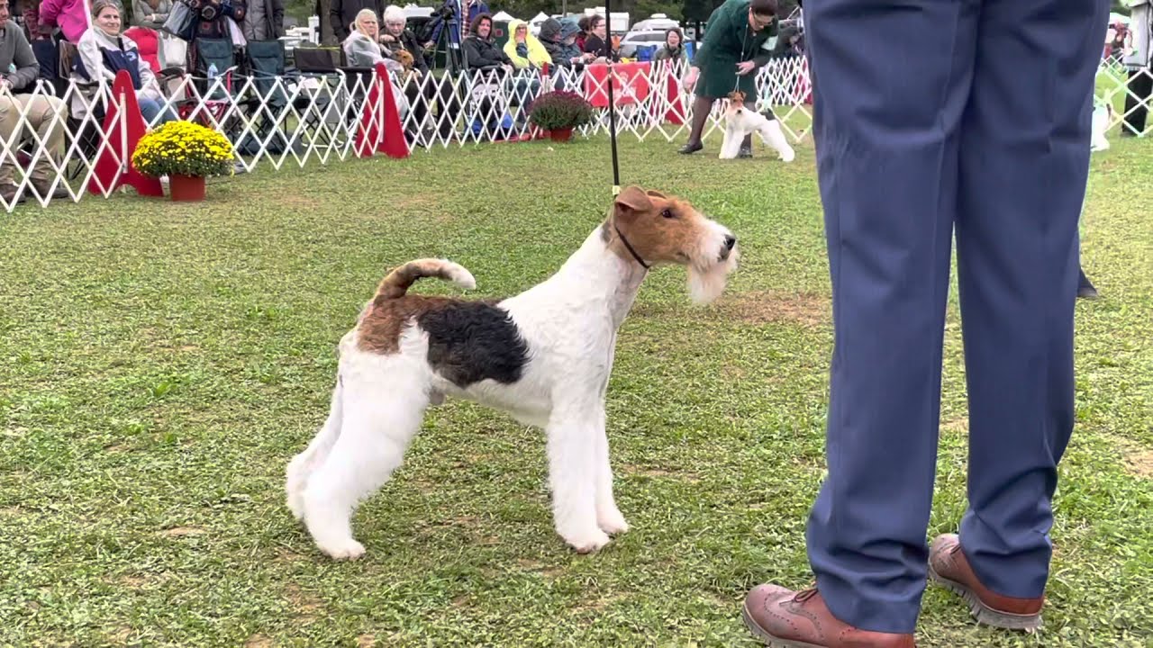 Montgomery County Kennel Club 2021 Wire Fox Terriers Best of Breed