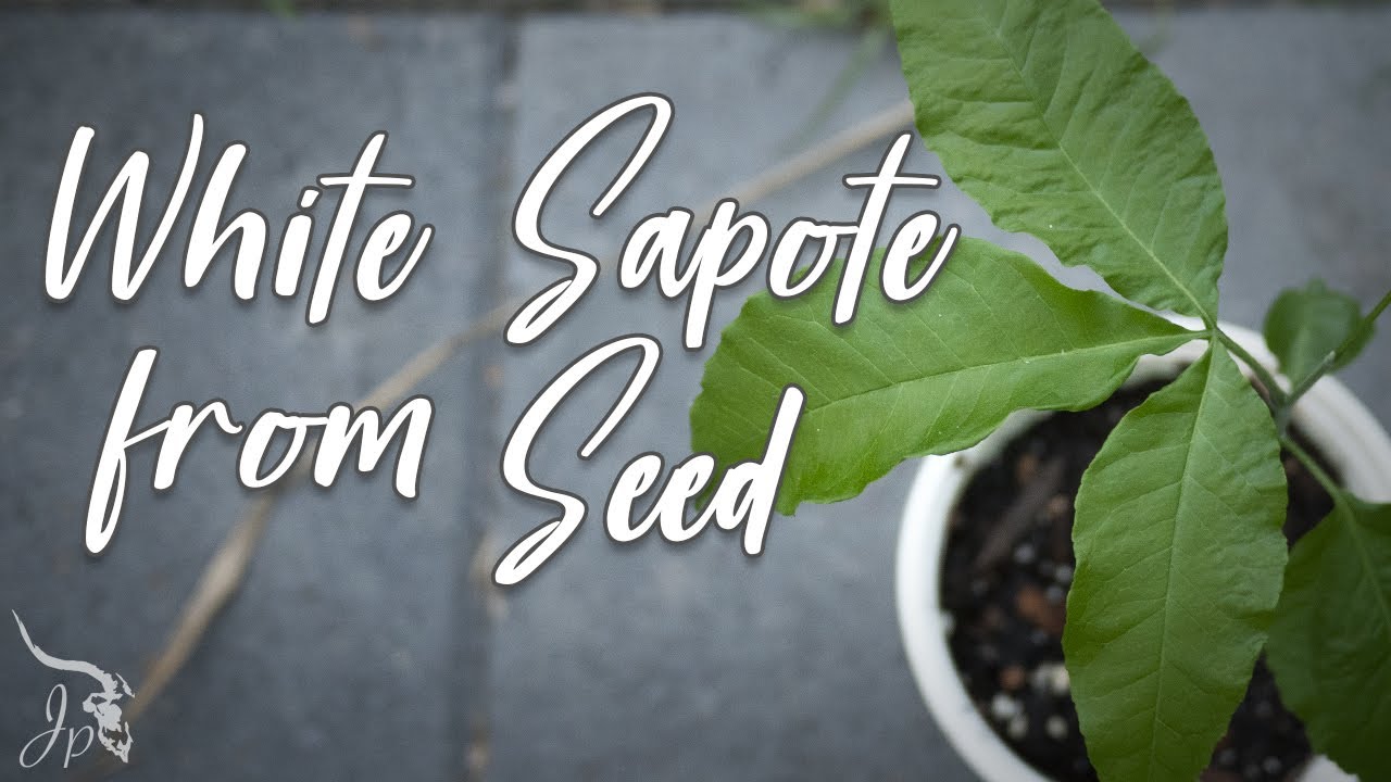 Growing White Sapote from Seed
