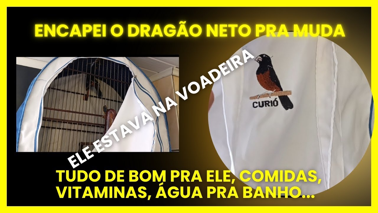 Como cuidar de um curió na muda.