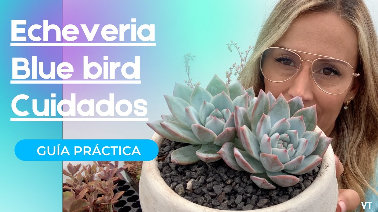 Echeveria Blue bird; Guía práctica de cuidados