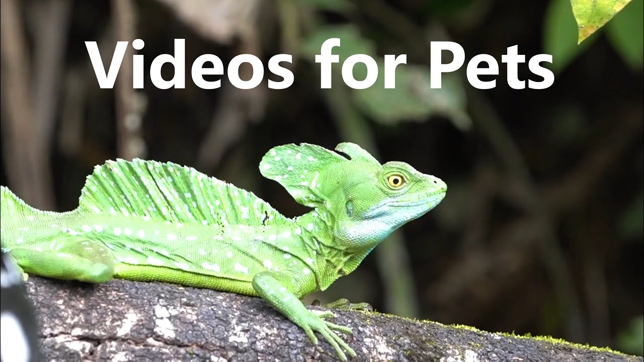 Lizards, Sloths, Coatis and Exotic Animals from Costa Rica - 10 Hours - Mar 27, 2023