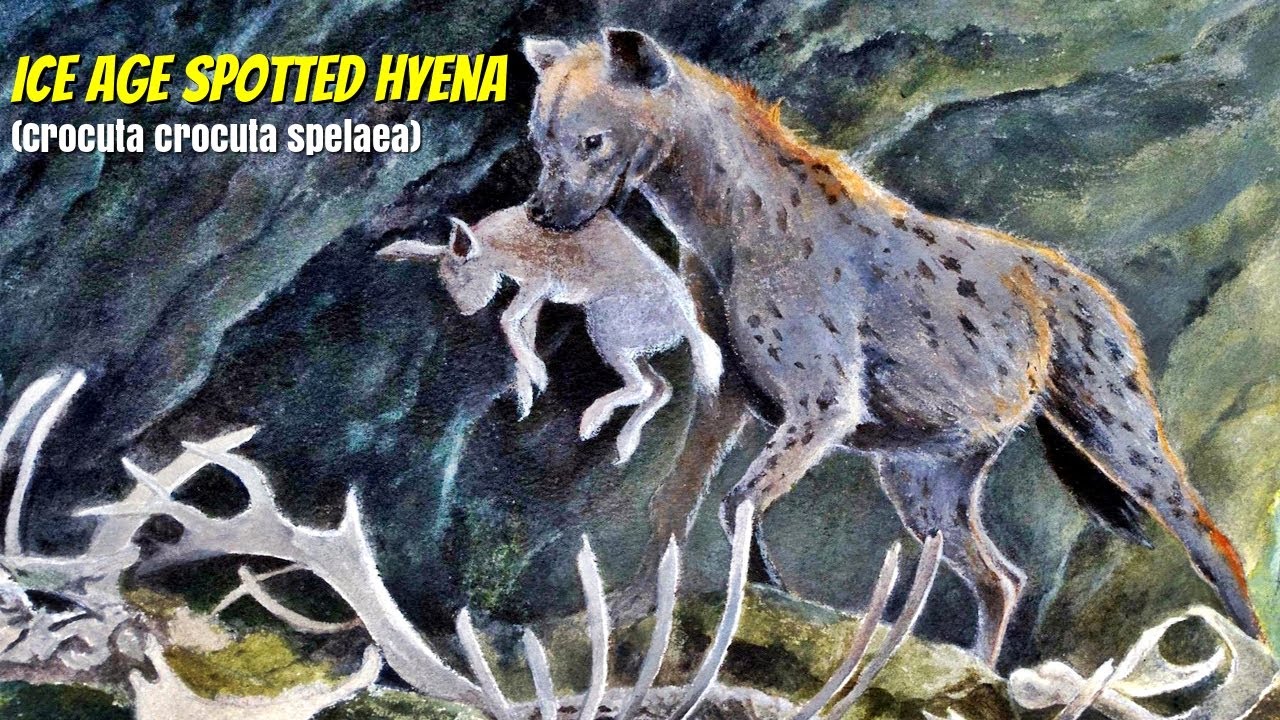 Cave Hyena  (Crocuta crocuta spelaea)