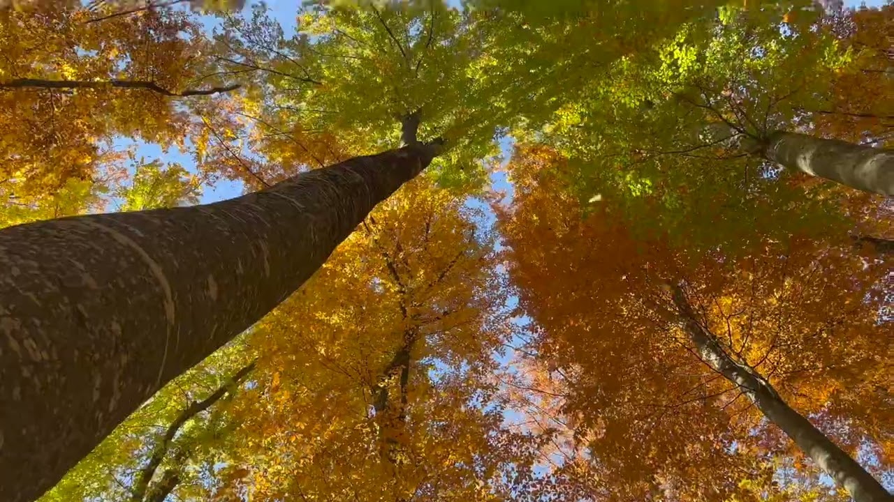 Enchanting Autumn Cozy Forests with Audiovisual show 🍁4K Autumn Video & Fall Leaves ASMR Owl Sound
