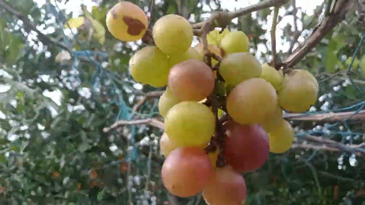 Grape cultivation in Kerala