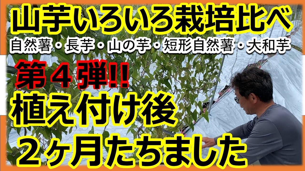 【山芋いろいろ栽培比べ】第４弾　植え付け2ヶ月後の様子