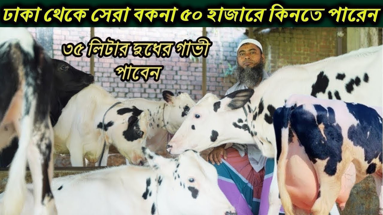 বাকিতে বকনা বিক্রি রাজ্জাক ভাইয়ের ২৫ থেকে ৩০ লিটার দুধের গাভীর বকনা কিনুন I ঢাকা ডেইরি ফার্মের বকনা