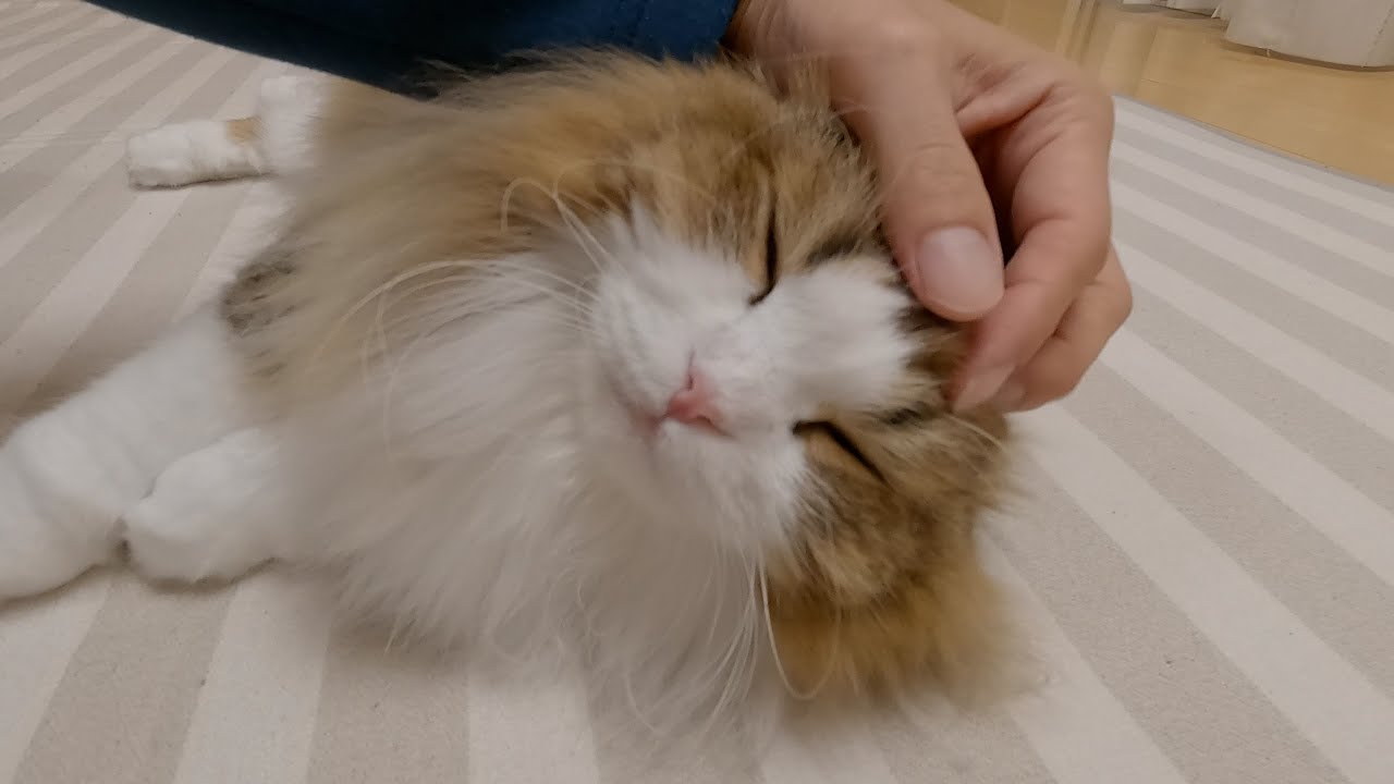 家族が外出して帰宅した後にうっとり甘える猫