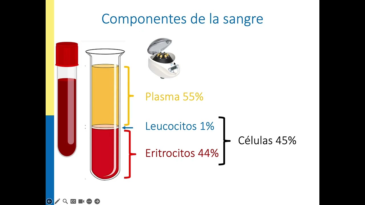 Sangre parte 1 - Histología 2025