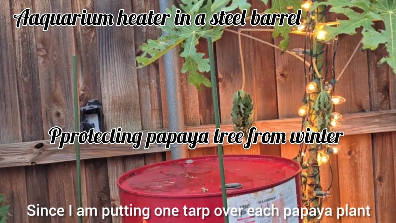 Protecting papaya tree in winter part 4/ using aquarium heater in a steel barrel to form heat