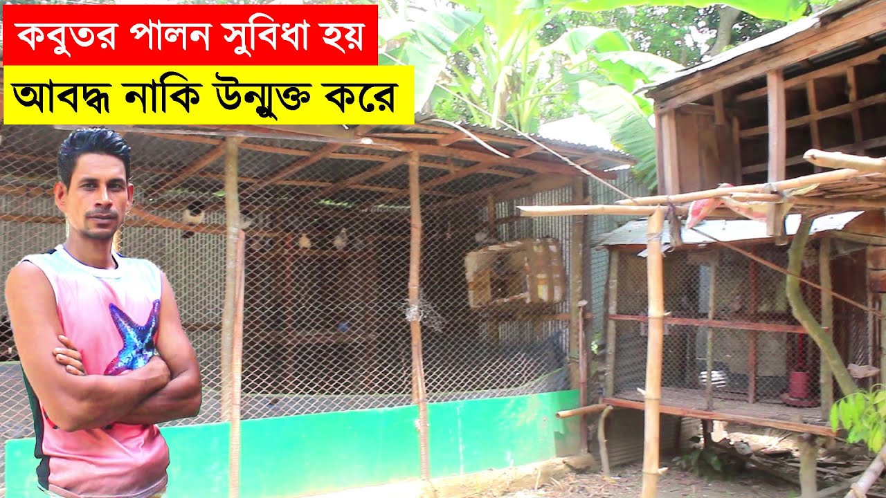 কোন পদ্ধতিতে কবুতর পালন সুবিধা হয় আবদ্ধ নাকি উন্মুক্ত করে জানালেন খামারি | Pigeon Farm In Bangladesh