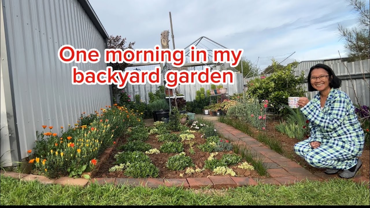 One morning in my backyard garden #hobbygarden  #gardenplants  #garden  #gardening  #plantita #viral