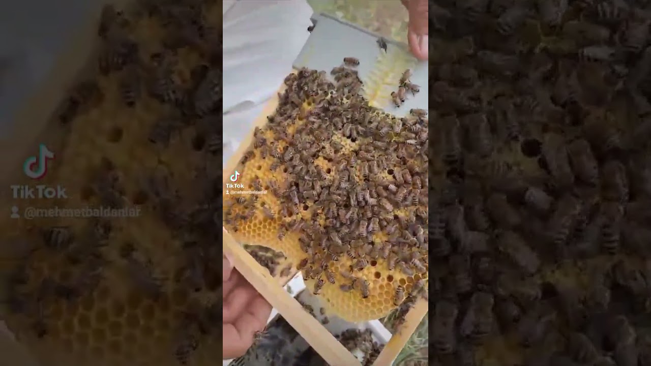 KARPAT VE KARNIYOL ANA ARI URETIMI