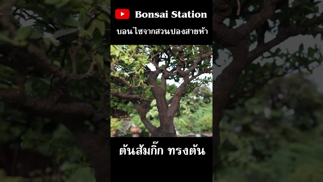 ส้มกิ๊กทรงต้น โคตรสร้างนี้หายาก! #bonsaithai #บอนไซไทย #bonsai #บอนไซ #สวนบอนไซ #bonsaigarden
