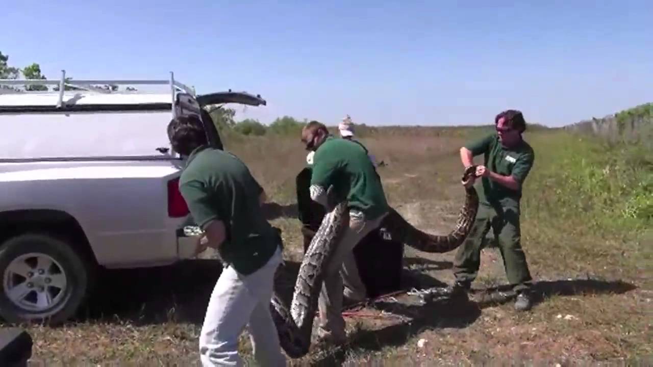 Video of record-breaking Burmese python in Everglades National Park