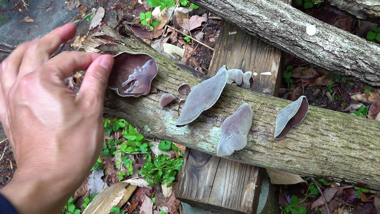 野生のアラゲキクラゲを見つけたので持って帰って試食と栽培