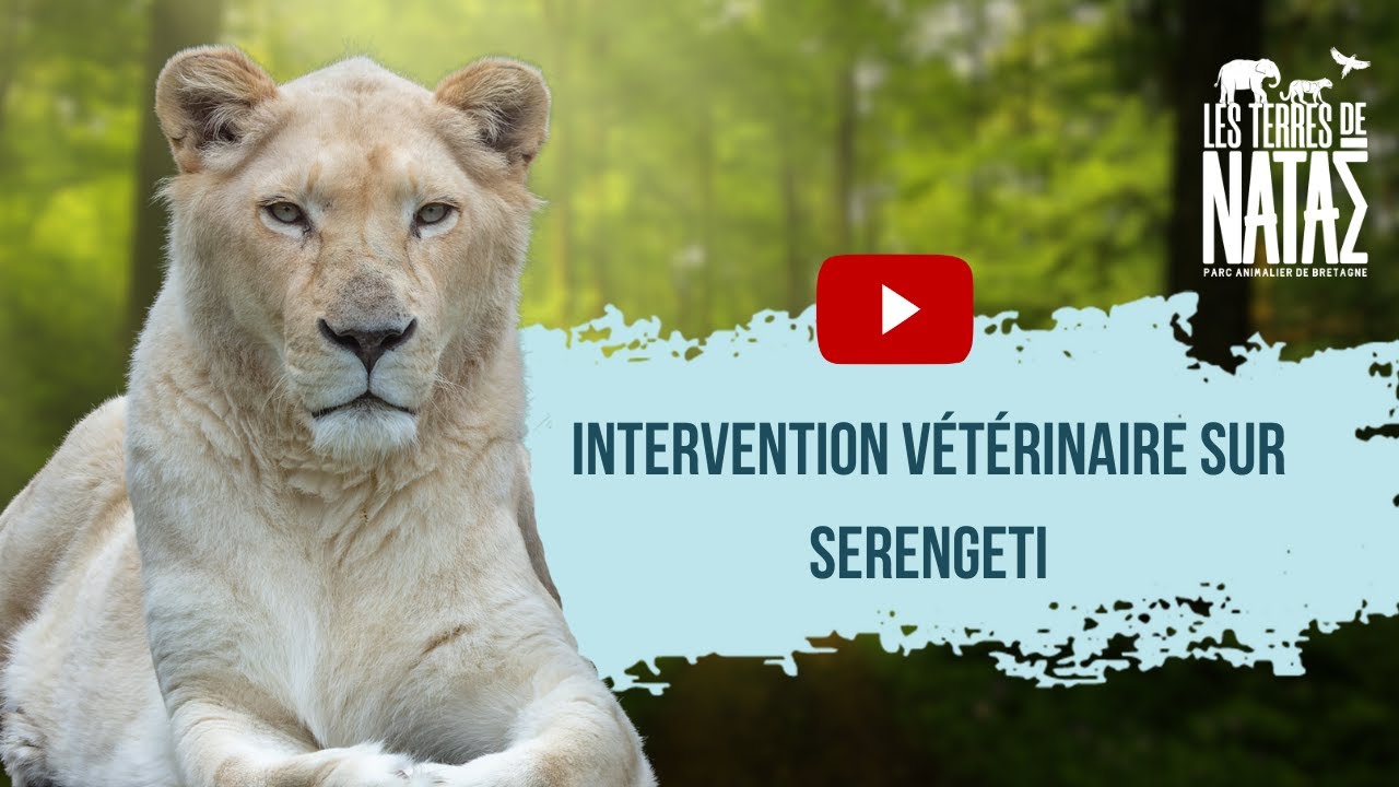 Intervention vétérinaire sur Serengeti