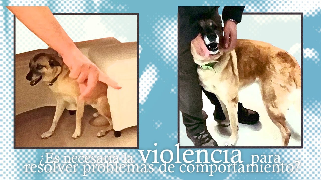 Protección de recursos -Caso Chavo (final)- ¿Necesitamos la confrontación para educar a los perros?