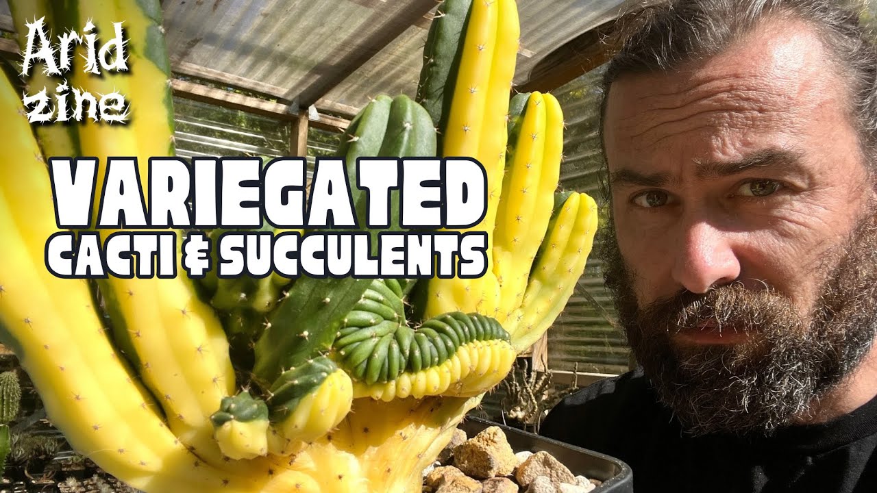 Variegated succulents and cacti: the complete guide