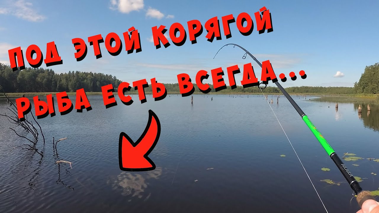 Рыбалка река Оредеж