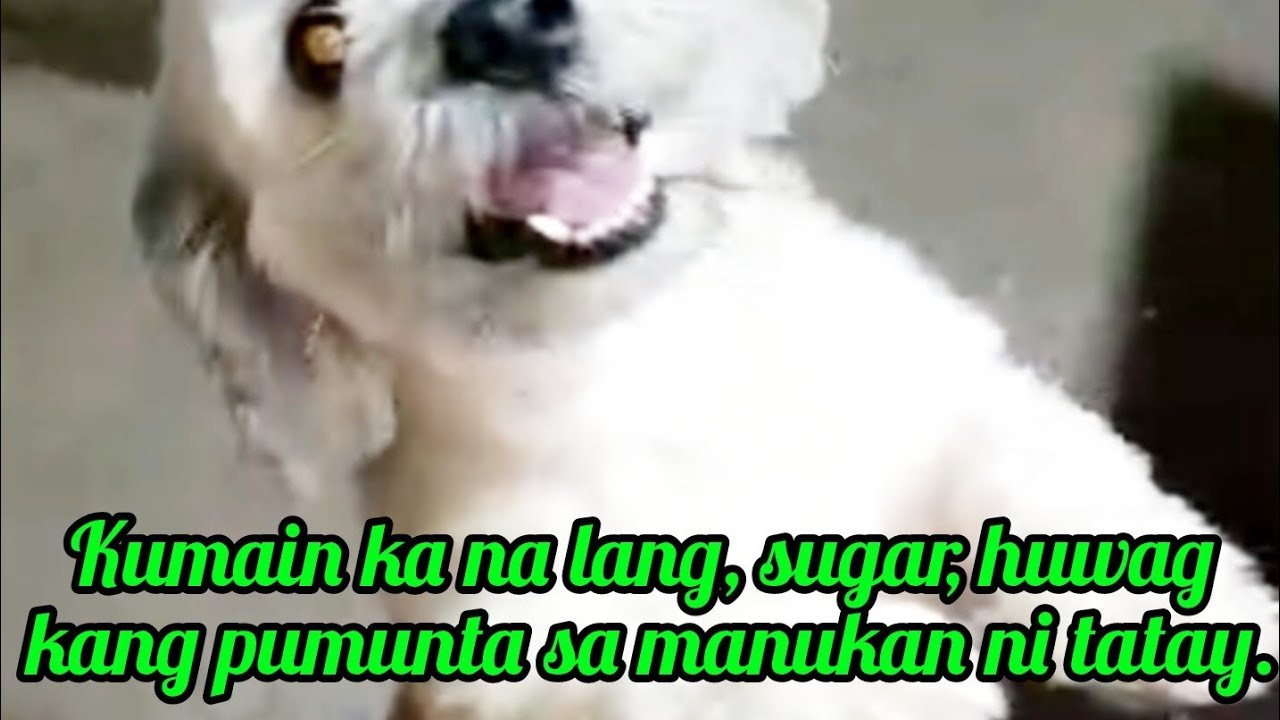 Kumain ka na lang, sugar, huwag kang pumunta sa manukan ni tatay. @Pinoykatvofficial 