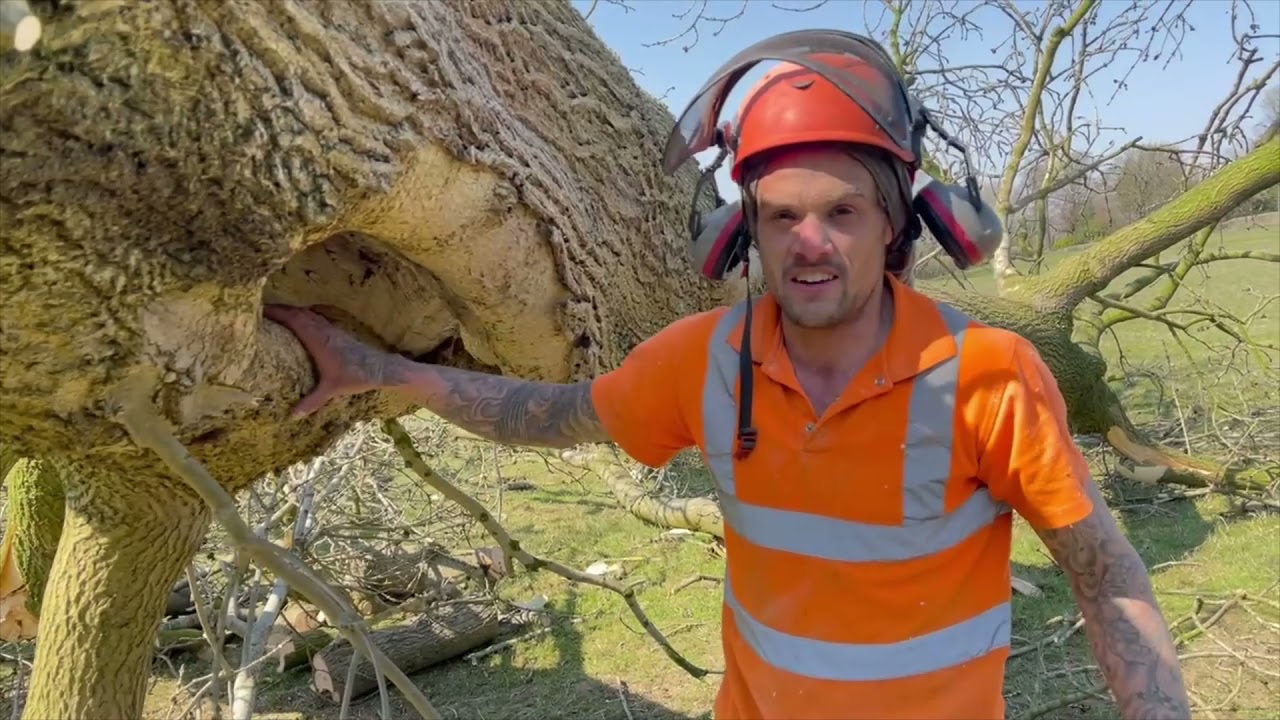 Ash tree reduction leads to removal.