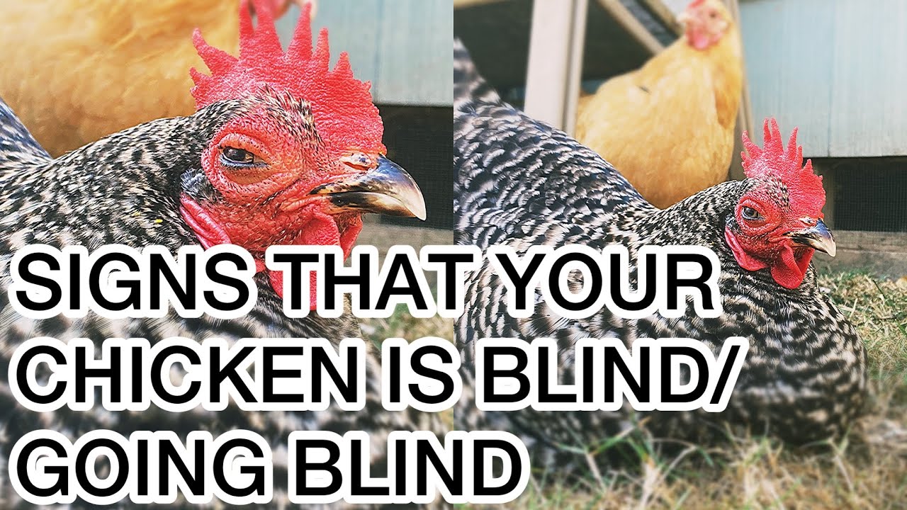 Jak stwierdzić, czy Tw&oacute;j kurczak jest ślepy 🐓