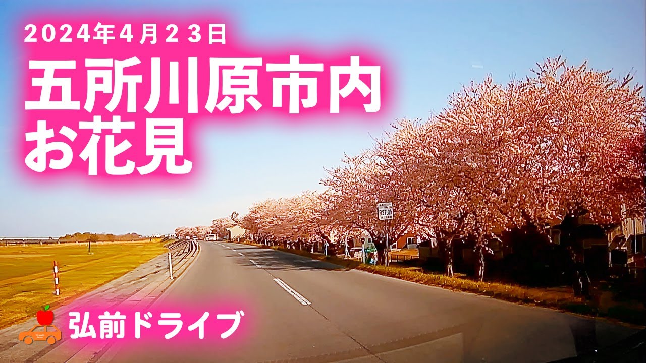 【青森県五所川原市】2024年4月23日撮影。五所川原市内の桜を見ながらドライブ！