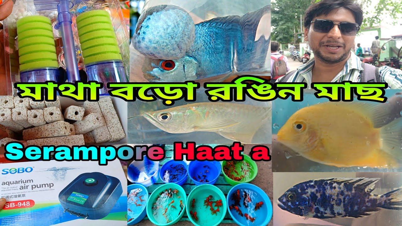 Flower Horn Arowana Goldfish Angel Aquarium Accessories | Serampore Fish Market | Fish Shop Near Me 