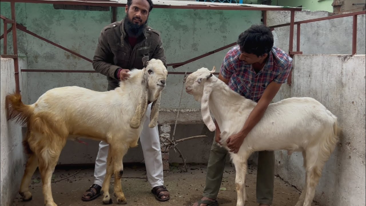 Mashallah quality goat Indian kapla Irshad Kota goat farm par