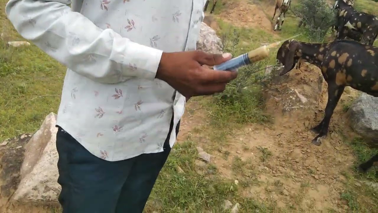 Bakri ko injection laga diya mene | injection for goats | jagdish official vlogs