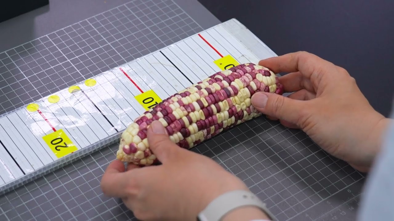 Homeostatic Systemins on Vegetable Crops: Fresh Sweet Corn - Highlights