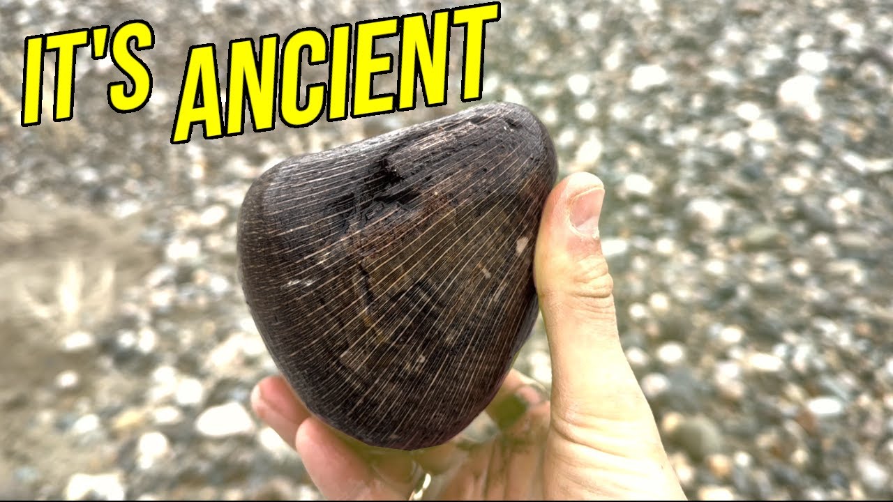 Rockhounding For Montana's Oldest TREASURES! [Millions of Years Old!!!]