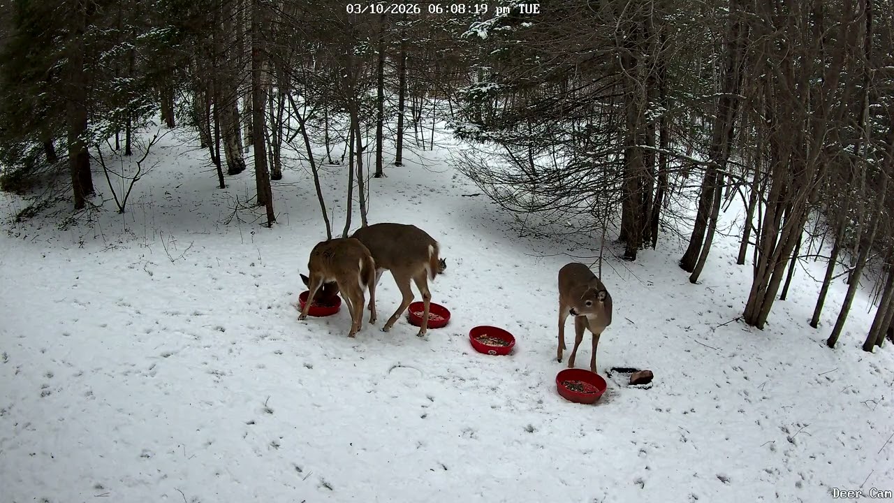 Deer 3-10-2026 5:56 PM