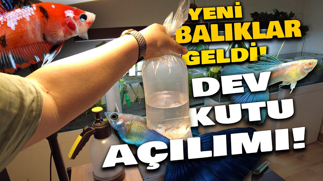 BİR KOLİ BALIK GELDİ | LEPİSTES KUTU AÇILIMI! |#lepistes #akvaryum #kutuaçılımı