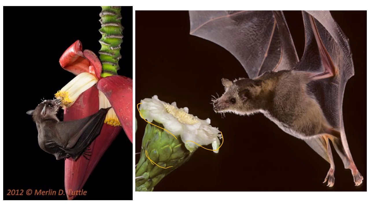 Pollination Syndromes: Bees, Birds, and Bats