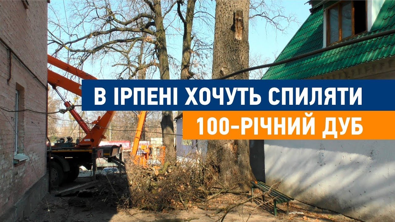 В Ірпені хочуть спиляти столітній дуб