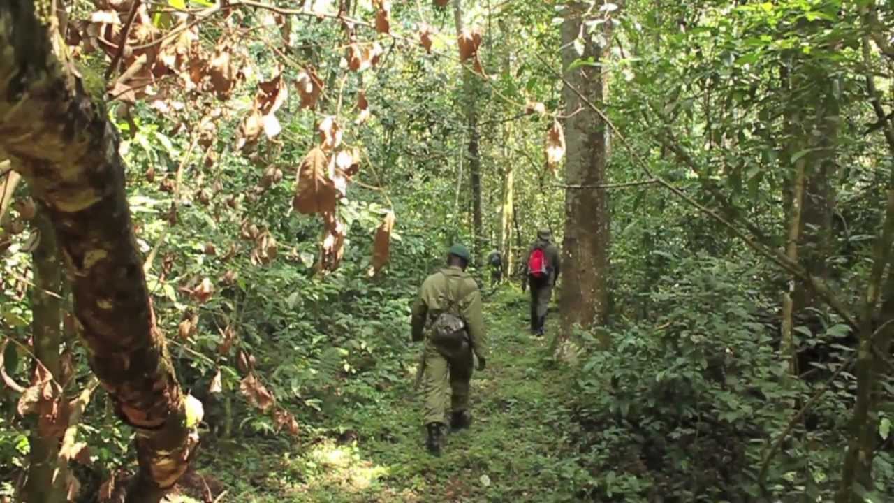 Chimp tracking in the Congo II