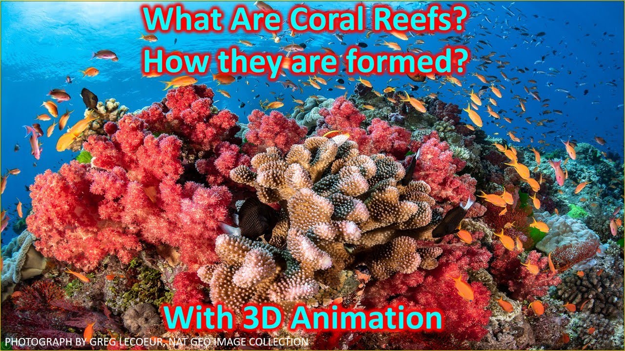Coral Reefs : What are corals and how they are formed? | UPSC (CSE)