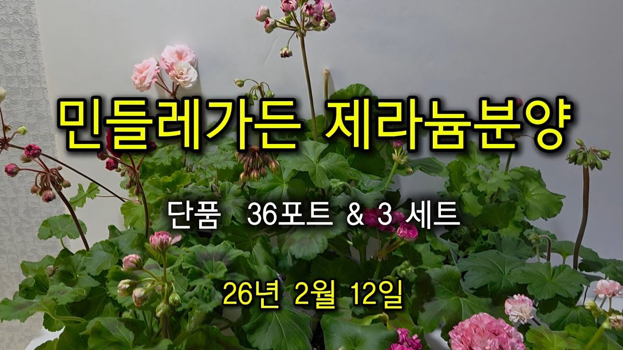 2월 12일  제라늄분양(민들레가든)