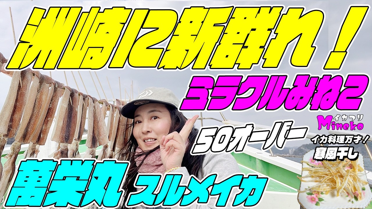洲崎にスルメの新群れ！萬栄丸50オーバーまたまたミラクルミネコ～ニセイカサイズの新群れなら14cmかな？イカつりMinekoのイカ料理万才はヤリイカの寒風干し～