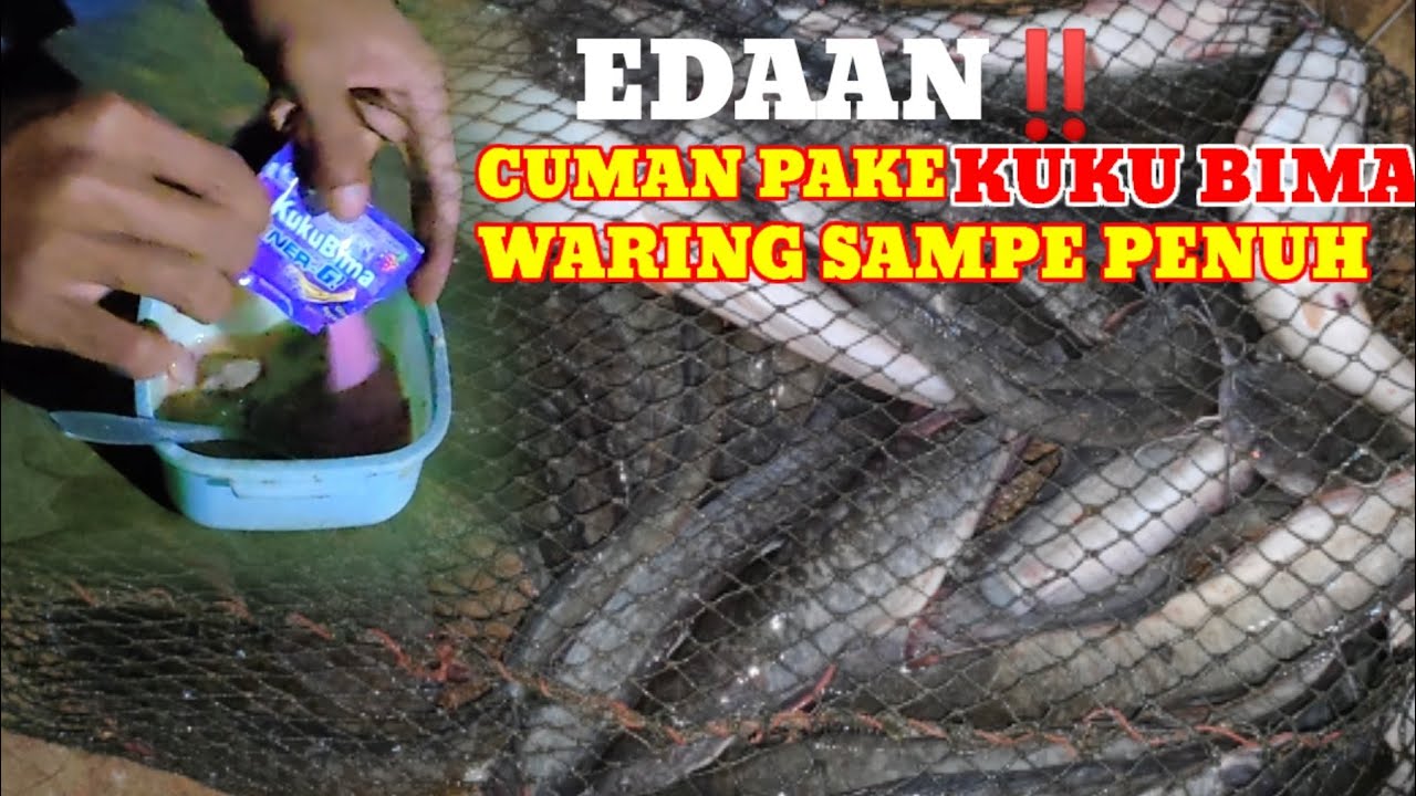 Umpan Jitu ikan lele Malam Hari_Media Cacing sampah