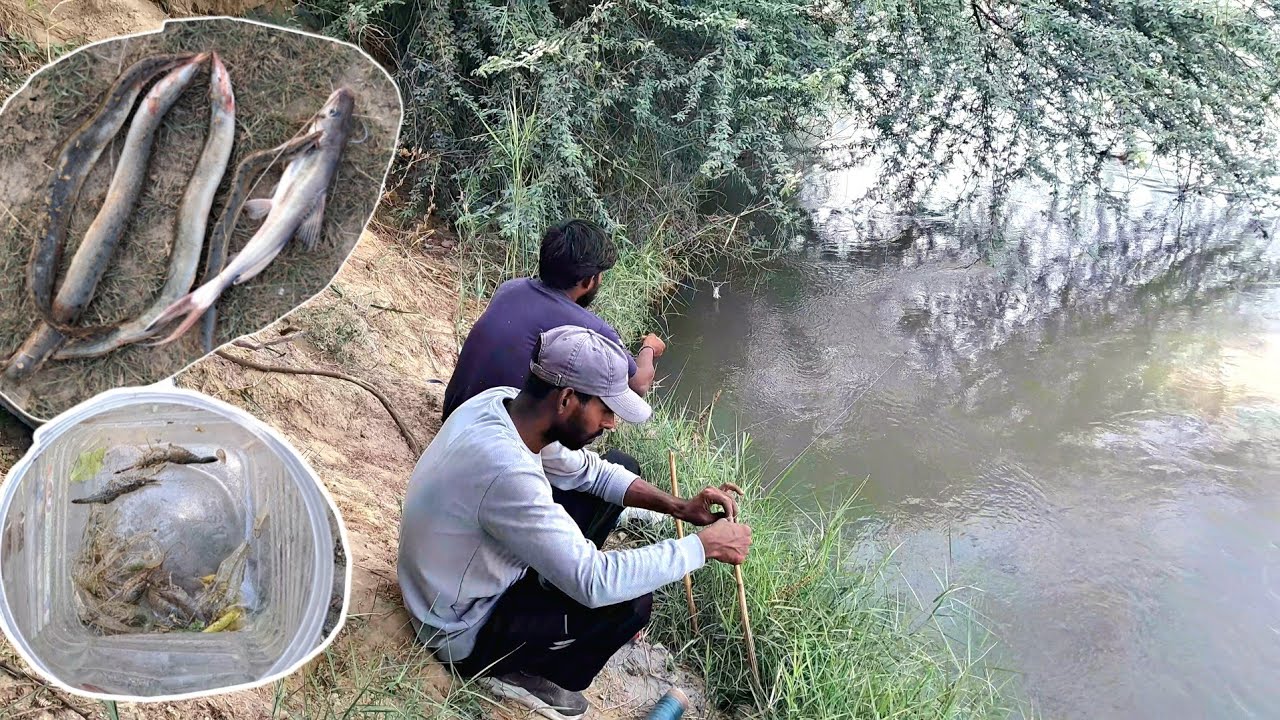 EELS FISHING SHRIMP PLENTIFUL AND MUDDY WATER IN INDIAN CANAL || BAMI FISH