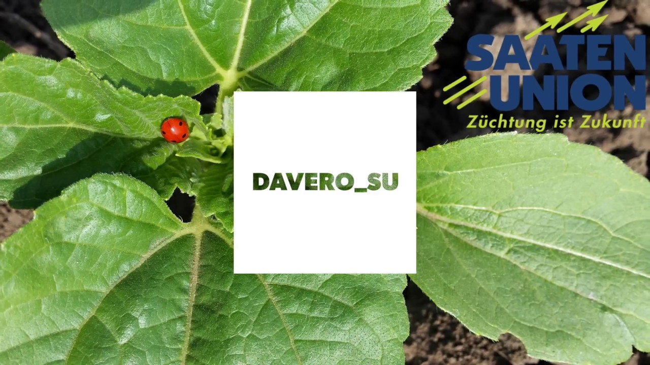 SURO Semanat floarea-soarelui Alexa SU Davero SU