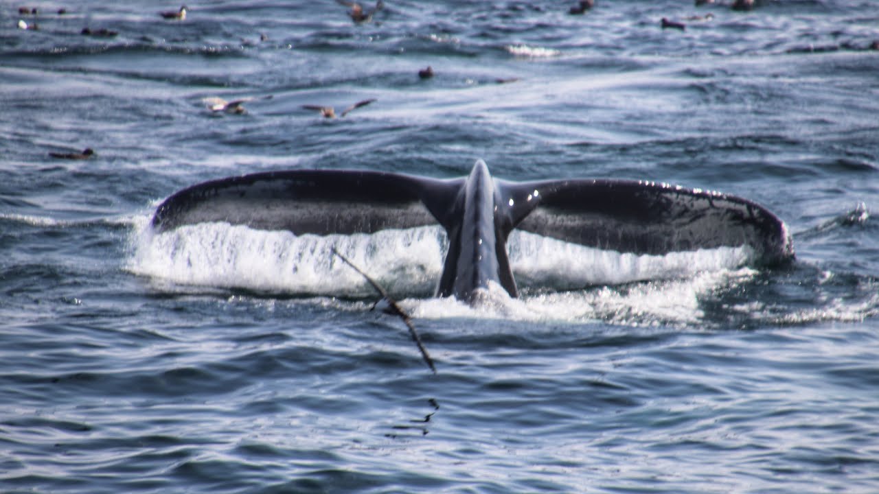 Cape Cod Whale Watching 2023