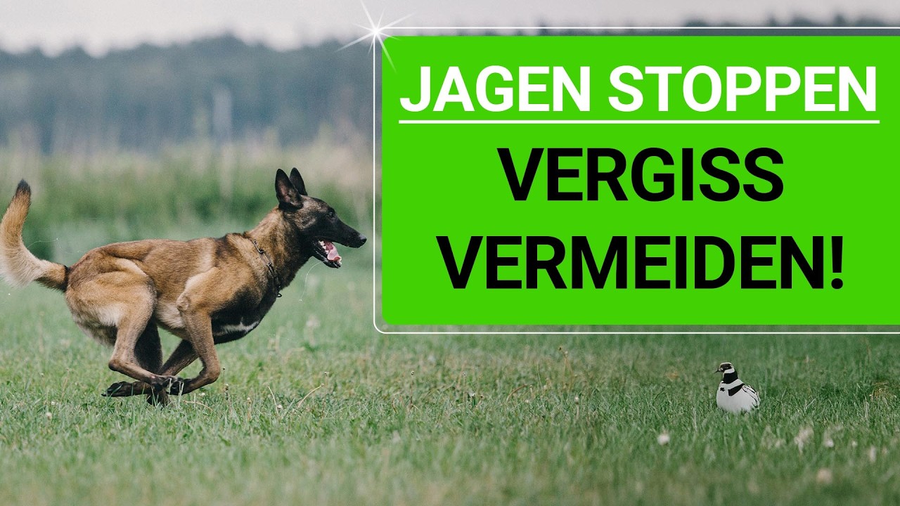 💥🐶 Hund das JAGEN abgewöhnen 👉 Vermeide diesen Fehler! 🐶💥✔️