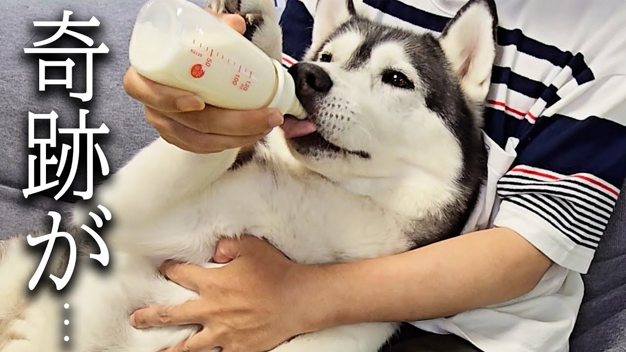ごはんを食べない犬と猫にミルクをあげてみた結果...