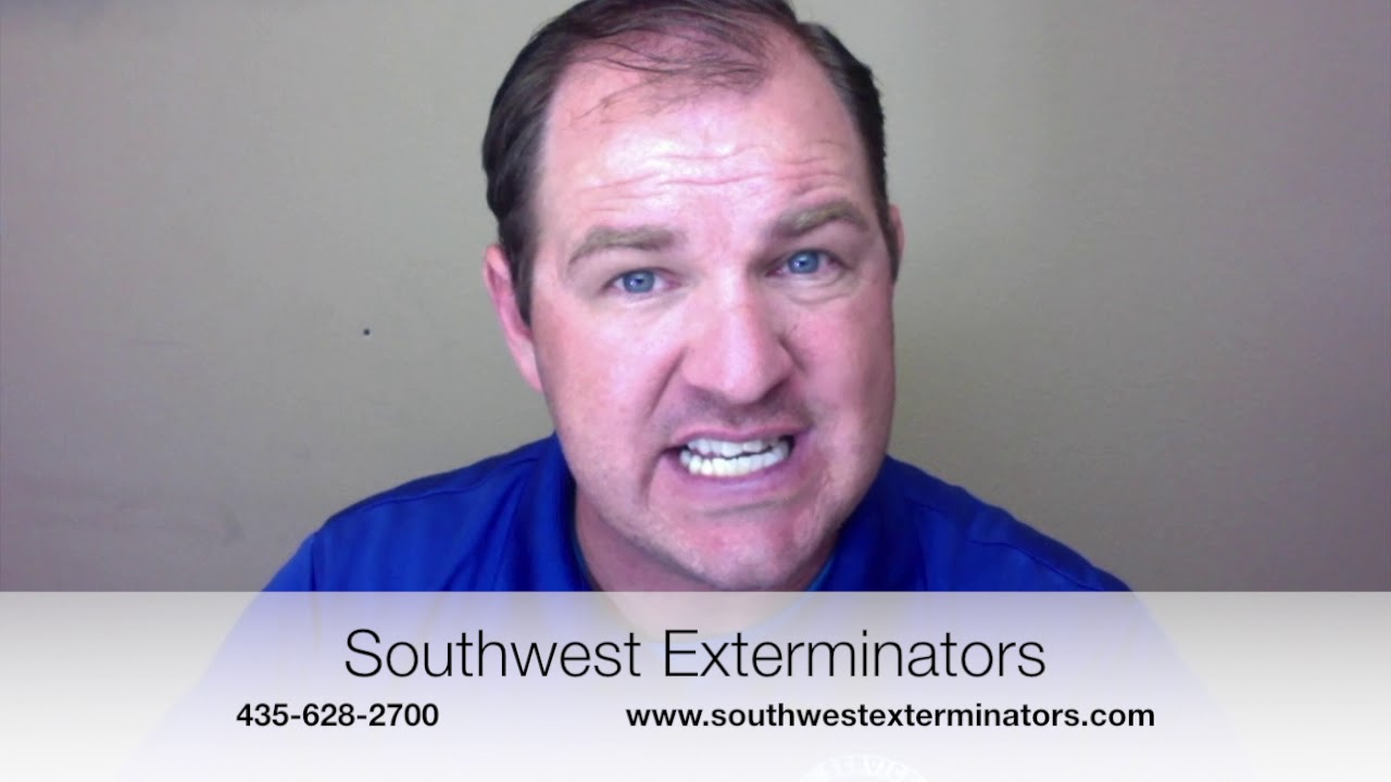 How to Pest Treat a Crawlspace