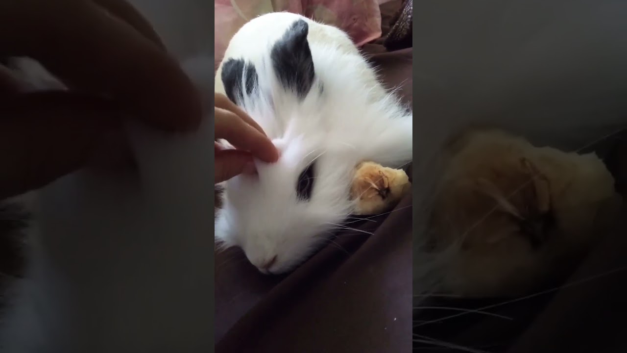 Mini Coelho carinhoso 🐇🤗 #lionhead #coelho #rabbit #minicoelho #happy #cute #rabbits #sleep #kawaii