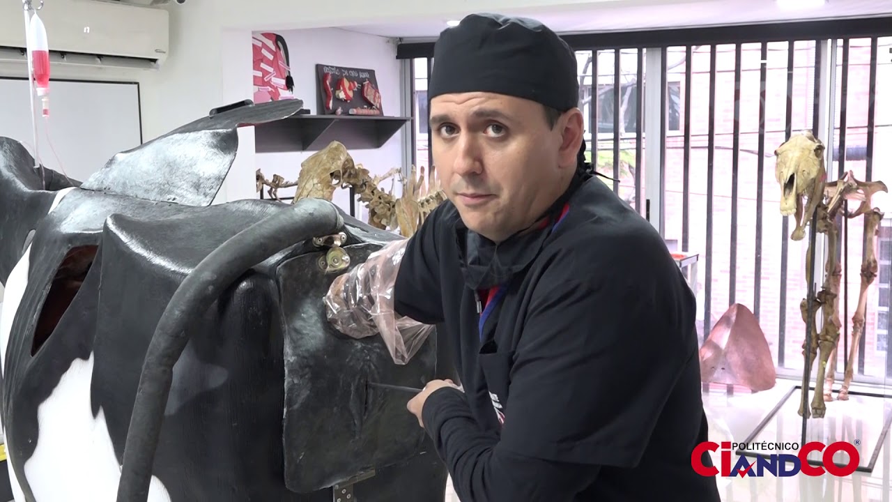 Simulador Bovino - Inseminación en Bovinos