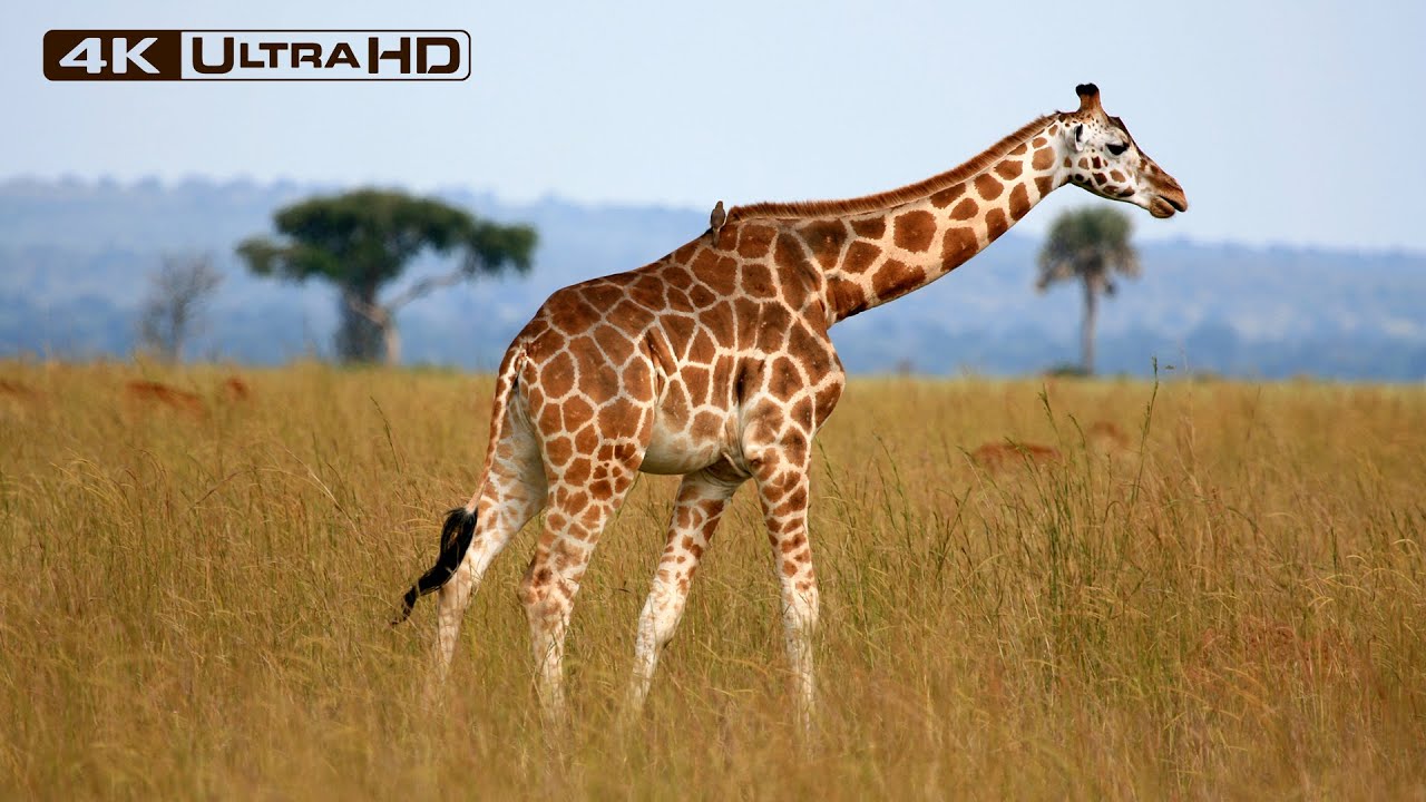 Stunning 4K Footage of Graceful Giraffes in their Natural Habitat